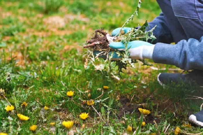 How to clear a yard full of weeds Temecula, CA