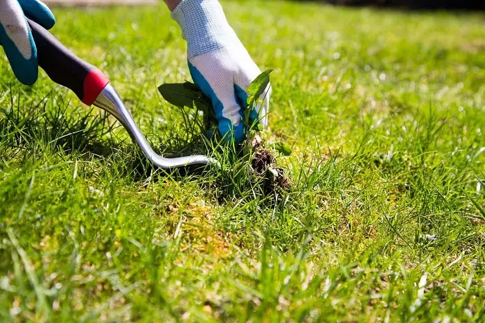 How to clear a yard full of weeds in Temecula, CA